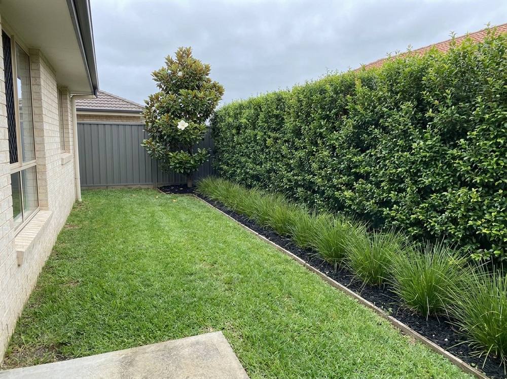 A backyard fence line, with the plan grown in